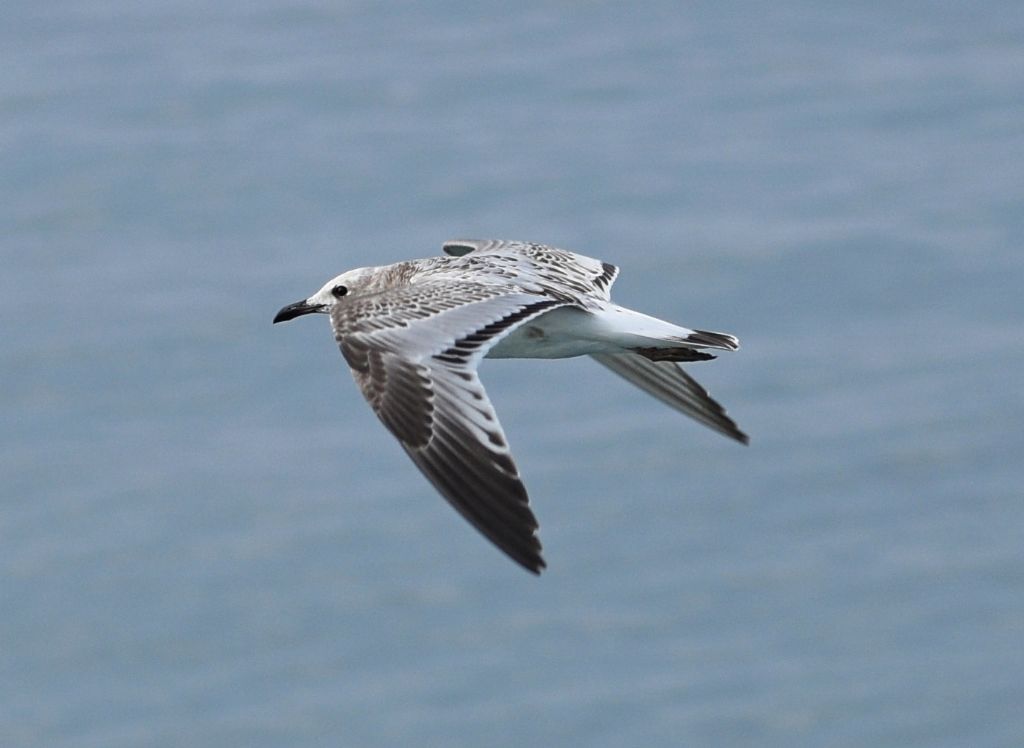 Gabbiano corallino giovane dell''anno